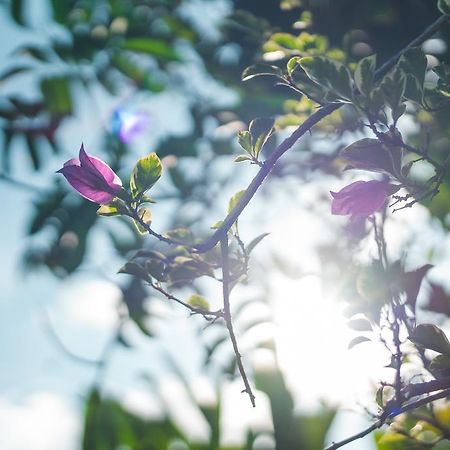 Villa Daksina Ubud  Phòng bức ảnh