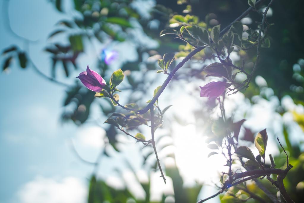 Villa Daksina Ubud  Phòng bức ảnh